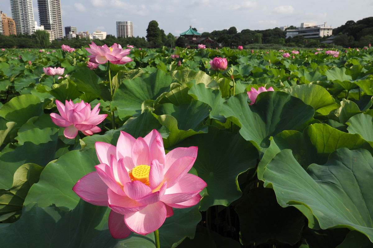 不忍池の蓮